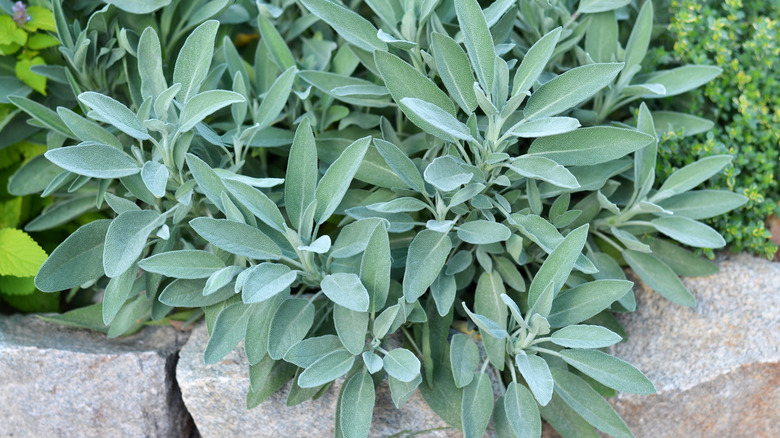 common sage