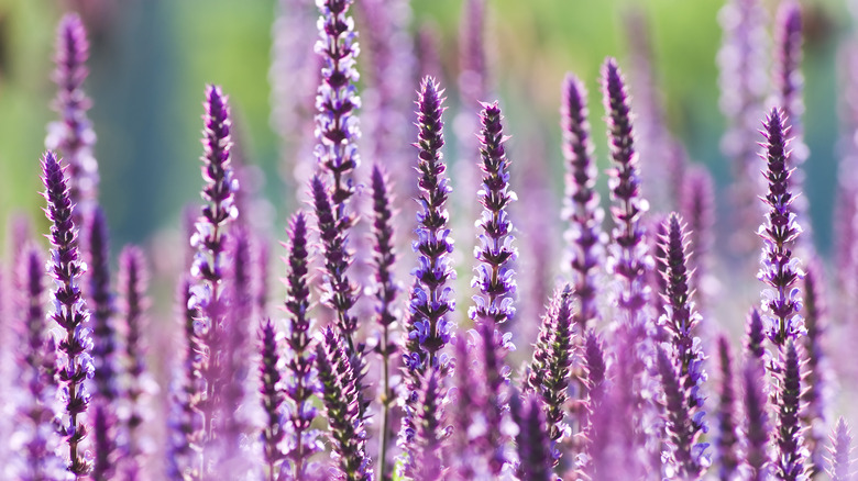 salvia blooms