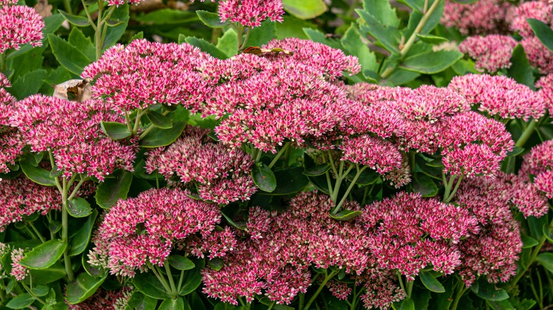 pink sedums