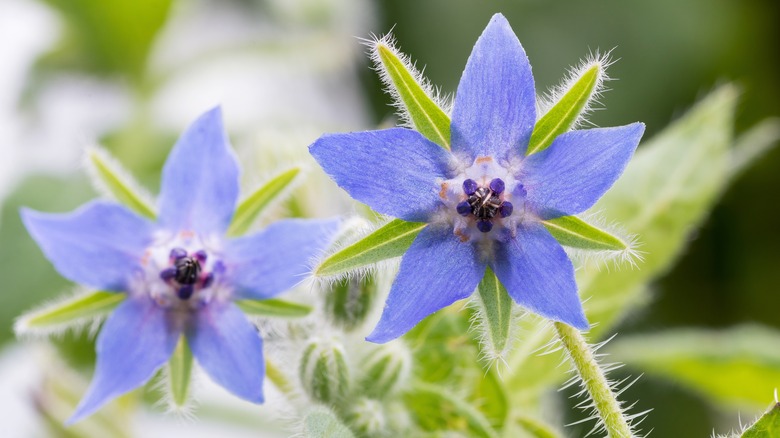 close up of starflower