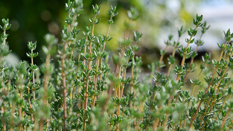 thyme in herb garden