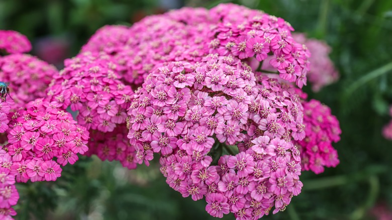 pink yarrow