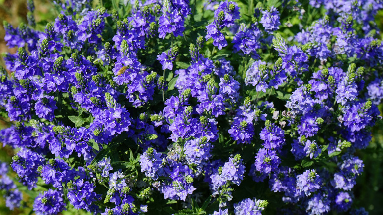 purple-blue veronica flowers