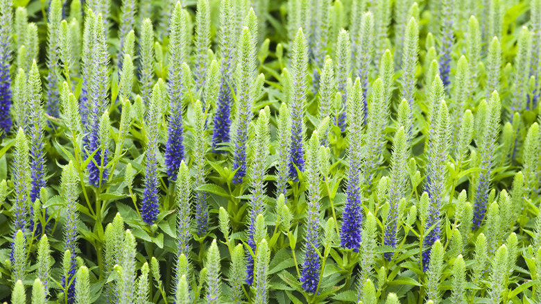 19 Colorful Varieties Of Veronica Flowers You Can Plant To Attract ...