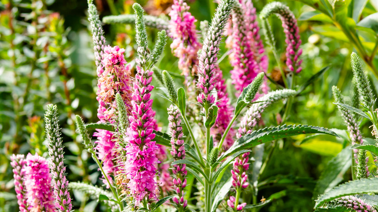 bright pink veronica flowers