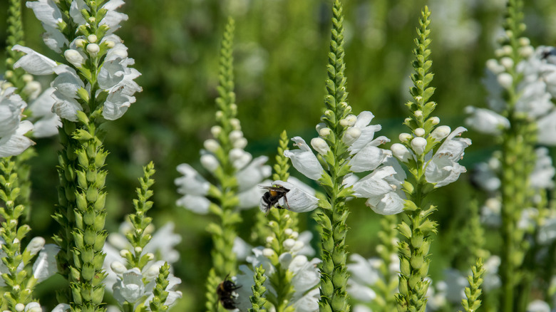 white veronica flowers with bees
