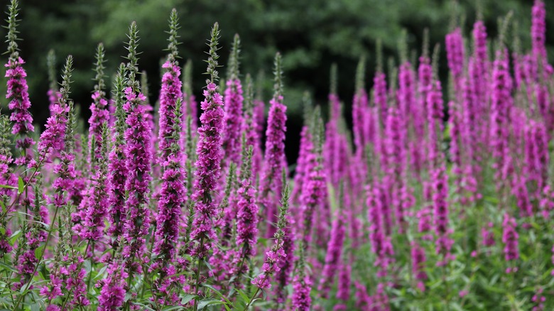 bright pink dense veronica flower