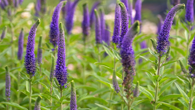 close up of purple veronica flowers