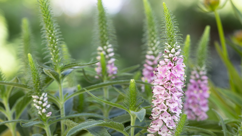 light pink veronica flower