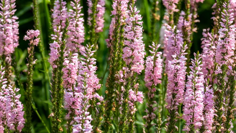 pink potion veronica flowers