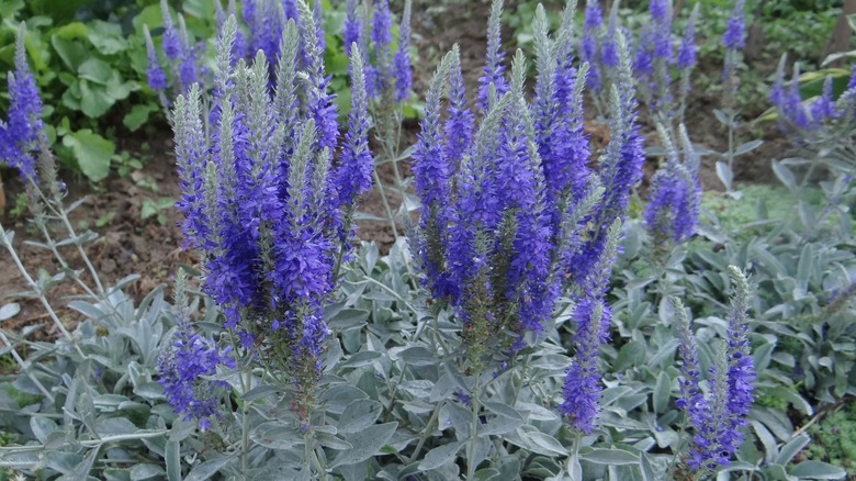 purple flowers on Pure Silver veronica