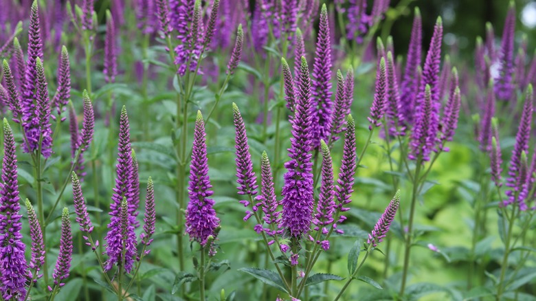 purple speedwell flowers