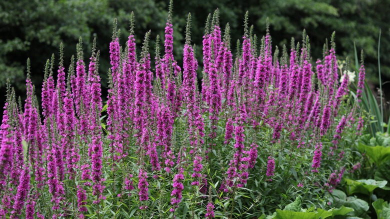 pink veronica blooming 