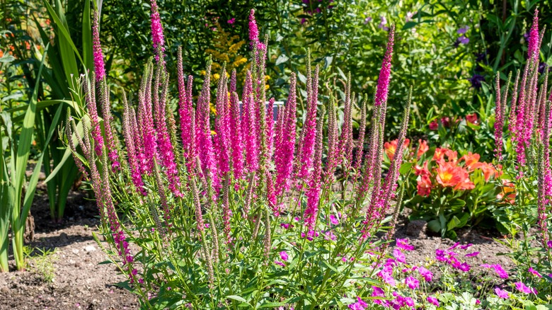 bright pink veronica plant