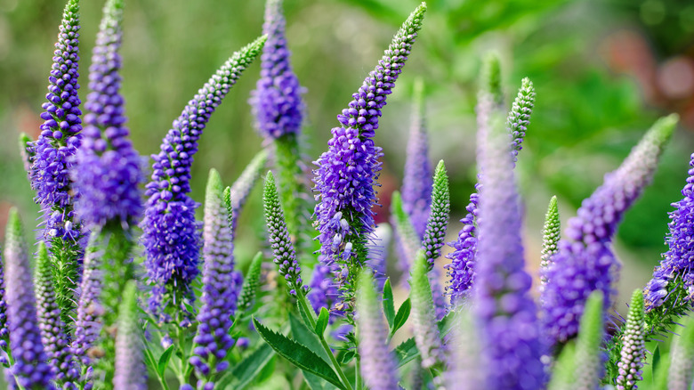 close up of blue veronica