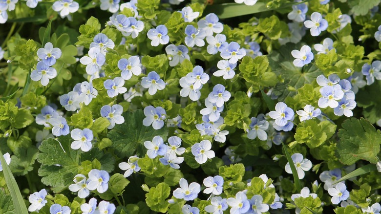 small blue and white flowers
