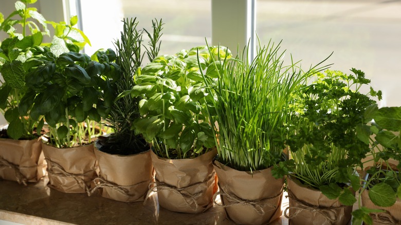 window garden with herbs