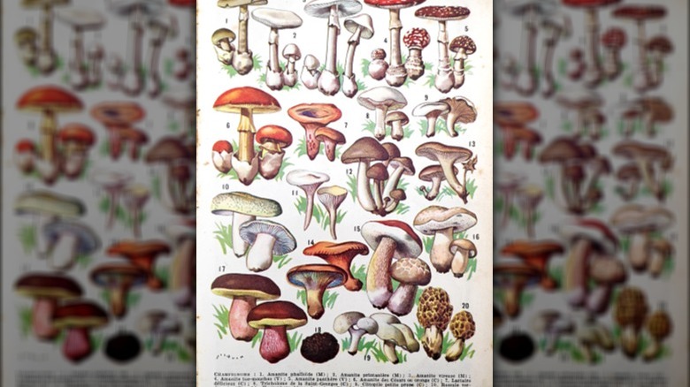 unique mushroom print