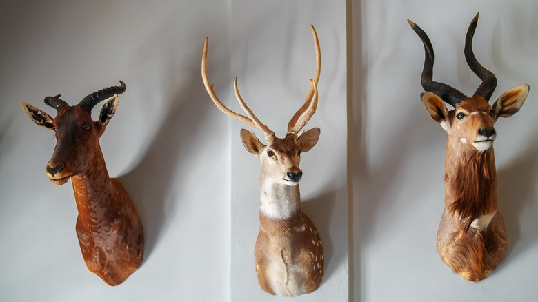 deer heads mounted to wall