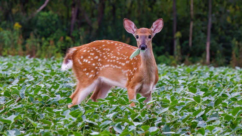 deer eating plants