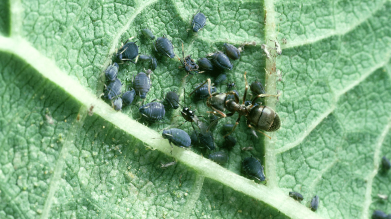 aphids on plants