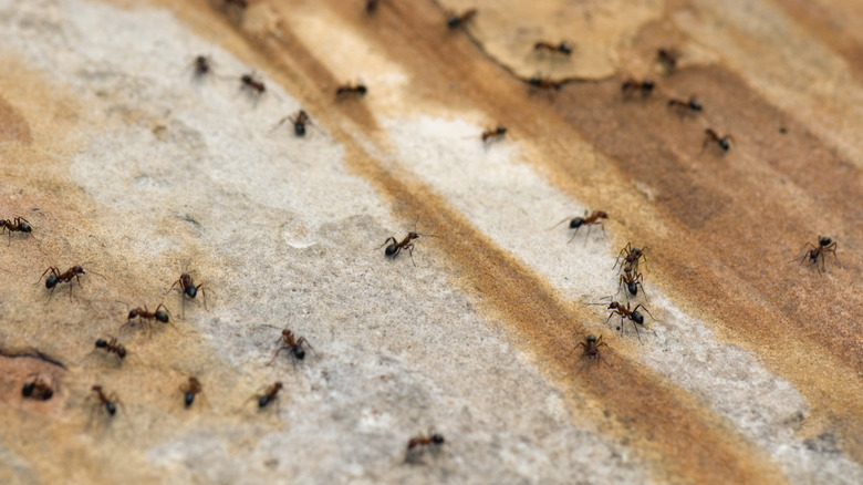 ants crawling on floor