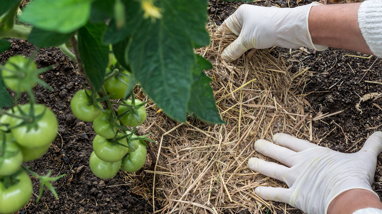 mulching tomato plant with straw