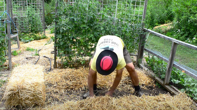 man spreading straw