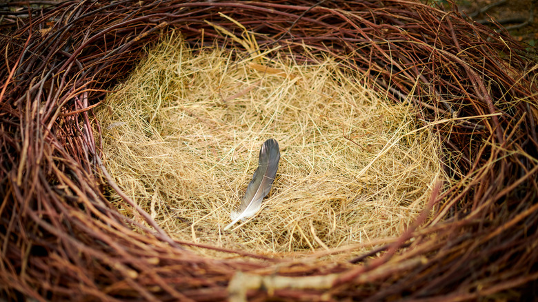 bird nest with straw