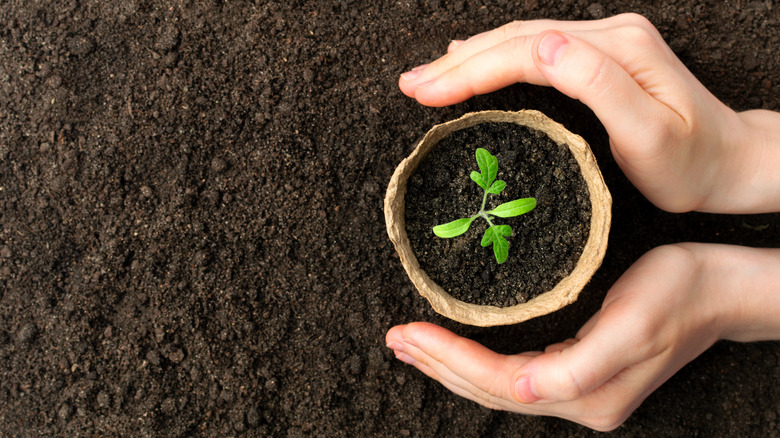 planting seedling in biodegradable pot