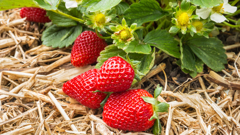 strawberries on straw mulch