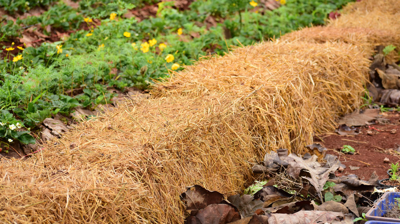 line of straw bales