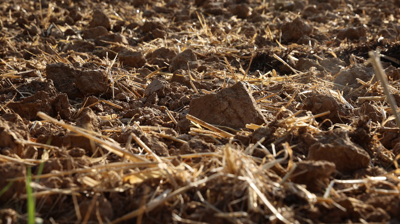 straw in soil