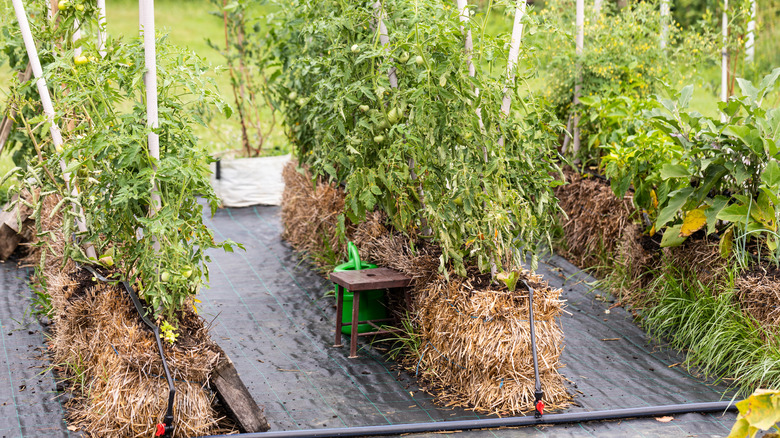 vegetables growing on straw bales