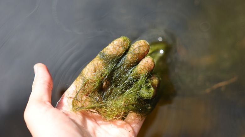 palm holding algae