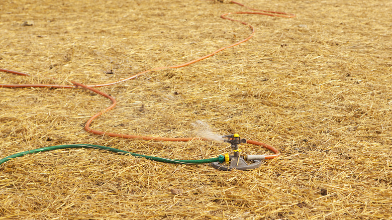 sprinkler on straw-covered area