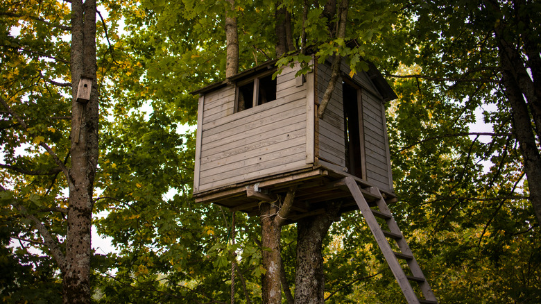 tall wooden treehouse with ladder