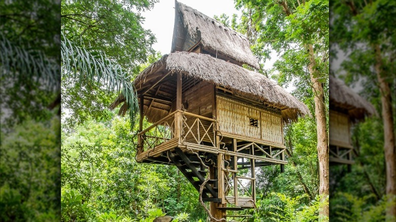 bamboo treehouse with fern roof