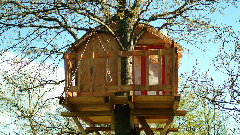 wooden treehouse supported by trunk