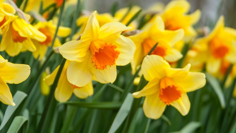 orange and golden yellow daffodils