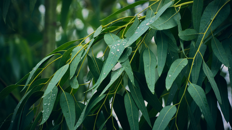 eucalyptus leaves with water droplets