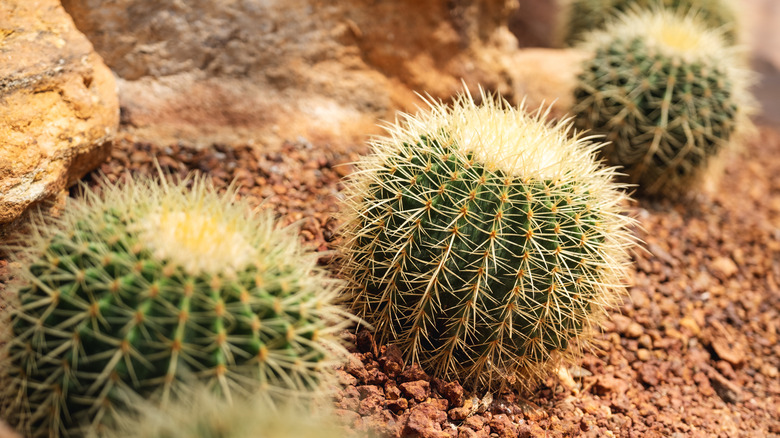 golden barrel cactus in dirt