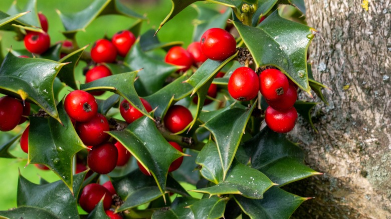 holly with berries and leaves