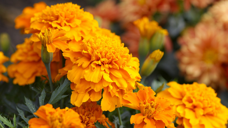 marigolds with orange flowers