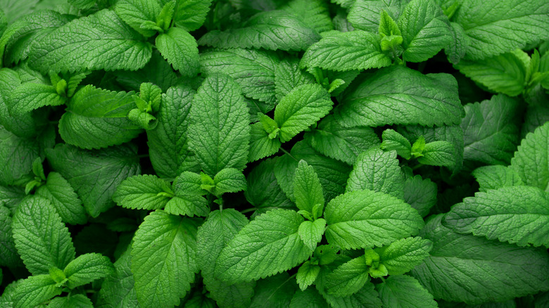 variety of fresh mint leaves