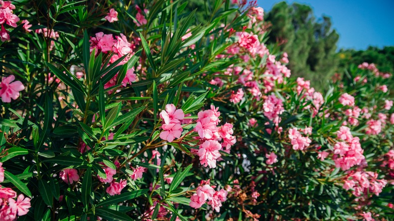 oleander plants growing outdoors