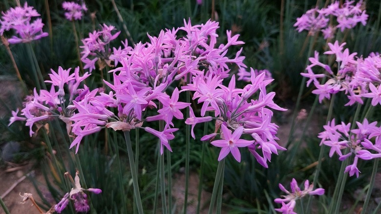 pink agapanthus flowers in grass