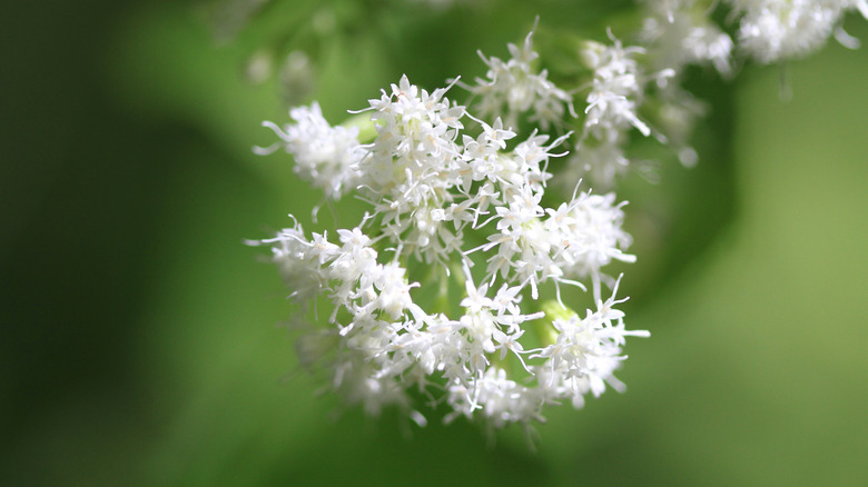 white snakeroot with flowers