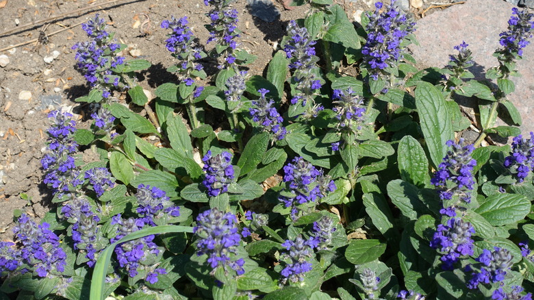 ajuga with bluish flowers