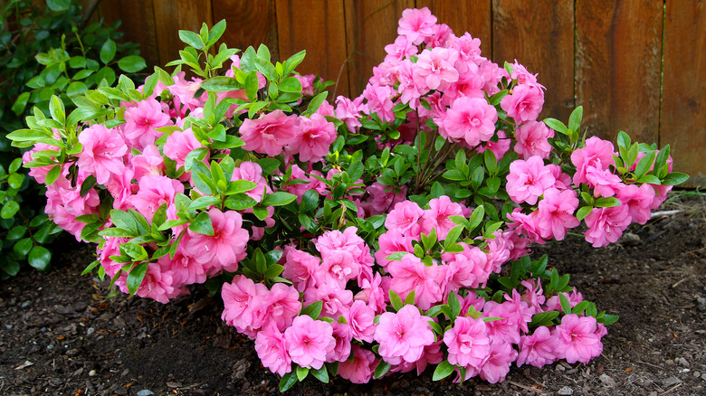 flowering azaleas